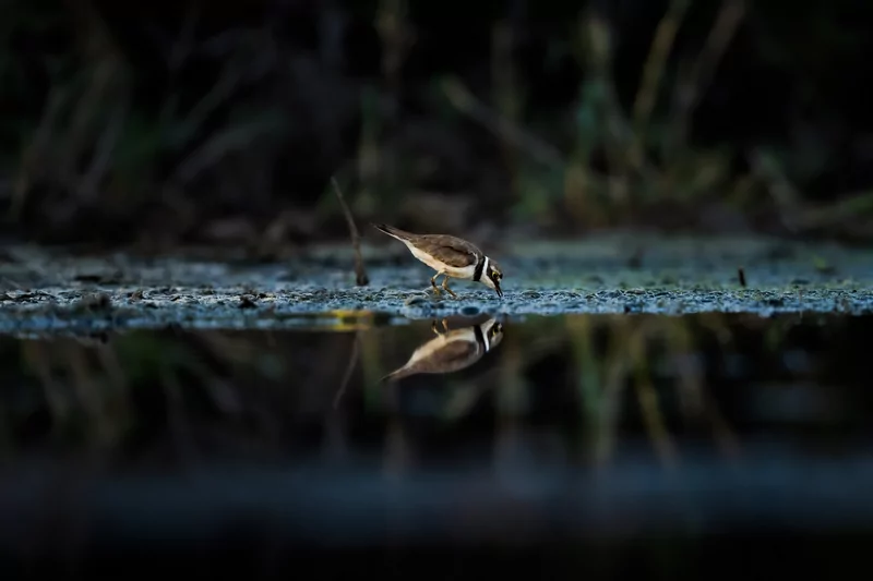 Göçmen kuşlarının dinlenme durağı Bursa oldu