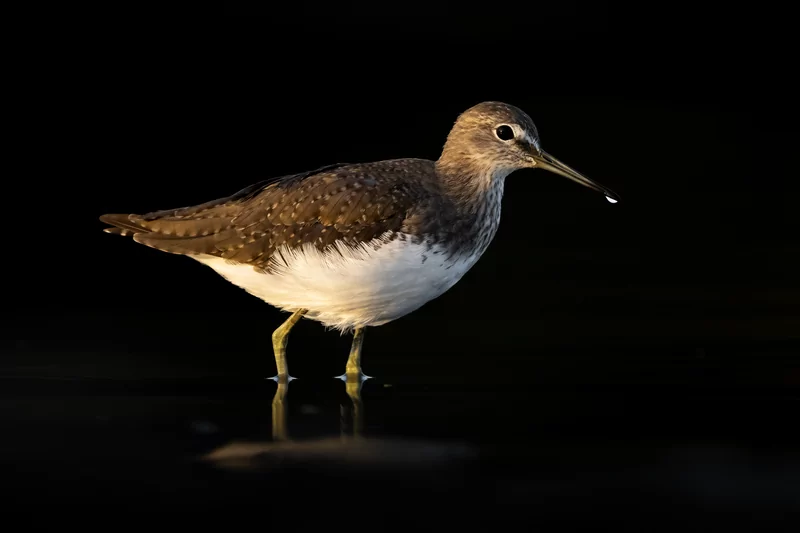 Göçmen kuşlarının dinlenme durağı Bursa oldu