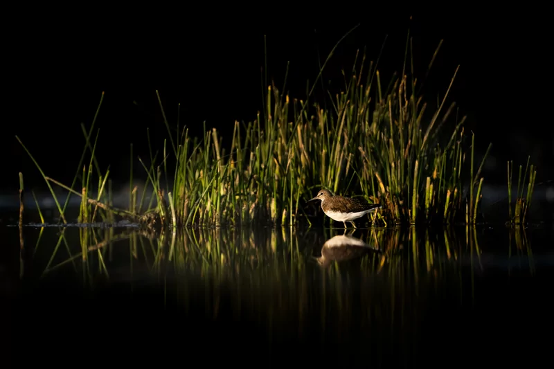Göçmen kuşlarının dinlenme durağı Bursa oldu