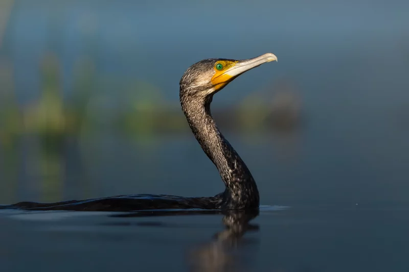 Göçmen kuşlarının dinlenme durağı Bursa oldu