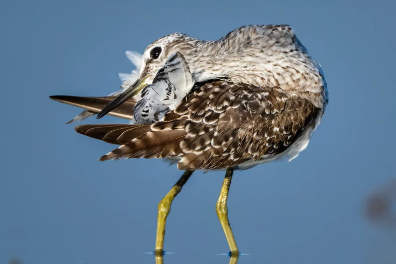 Göçmen kuşlarının dinlenme durağı Bursa oldu