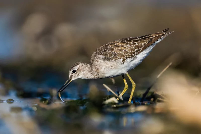 Göçmen kuşlarının dinlenme durağı Bursa oldu