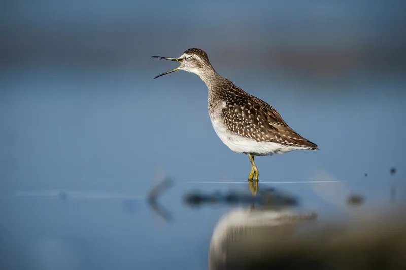 Göçmen kuşlarının dinlenme durağı Bursa oldu
