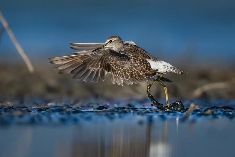 Göçmen kuşlarının dinlenme durağı Bursa oldu