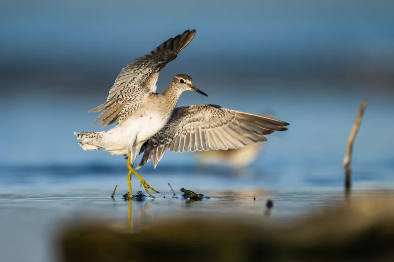 Göçmen kuşlarının dinlenme durağı Bursa oldu