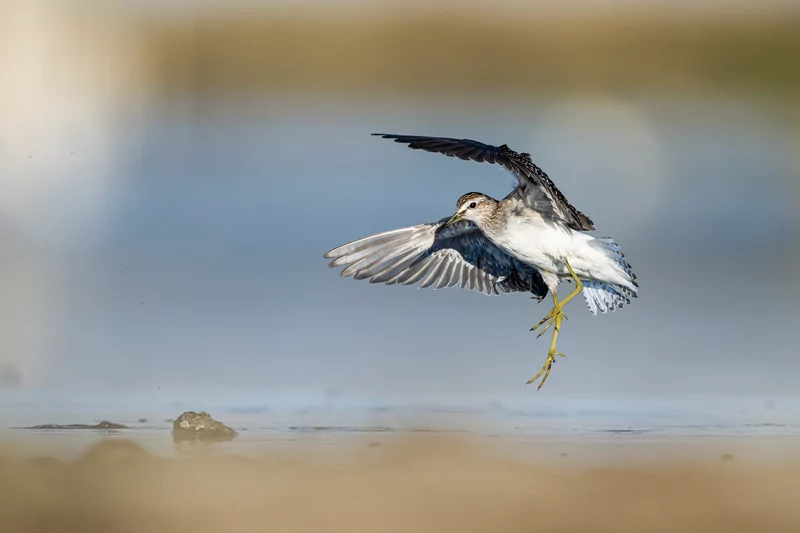 Göçmen kuşlarının dinlenme durağı Bursa oldu