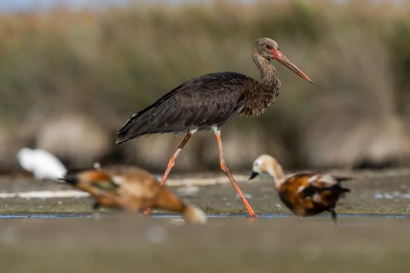 Göçmen kuşlarının dinlenme durağı Bursa oldu