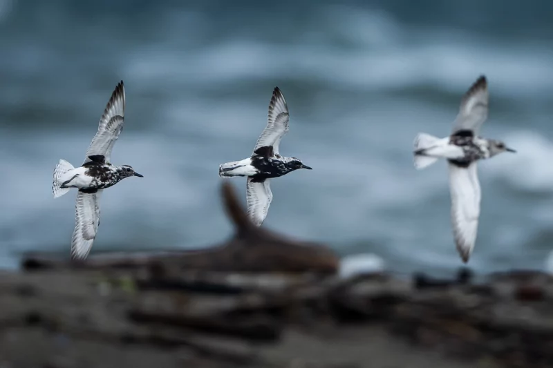 Göçmen kuşlarının dinlenme durağı Bursa oldu