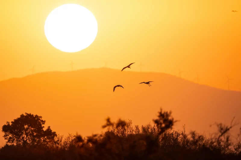 Göçmen kuşlarının dinlenme durağı Bursa oldu
