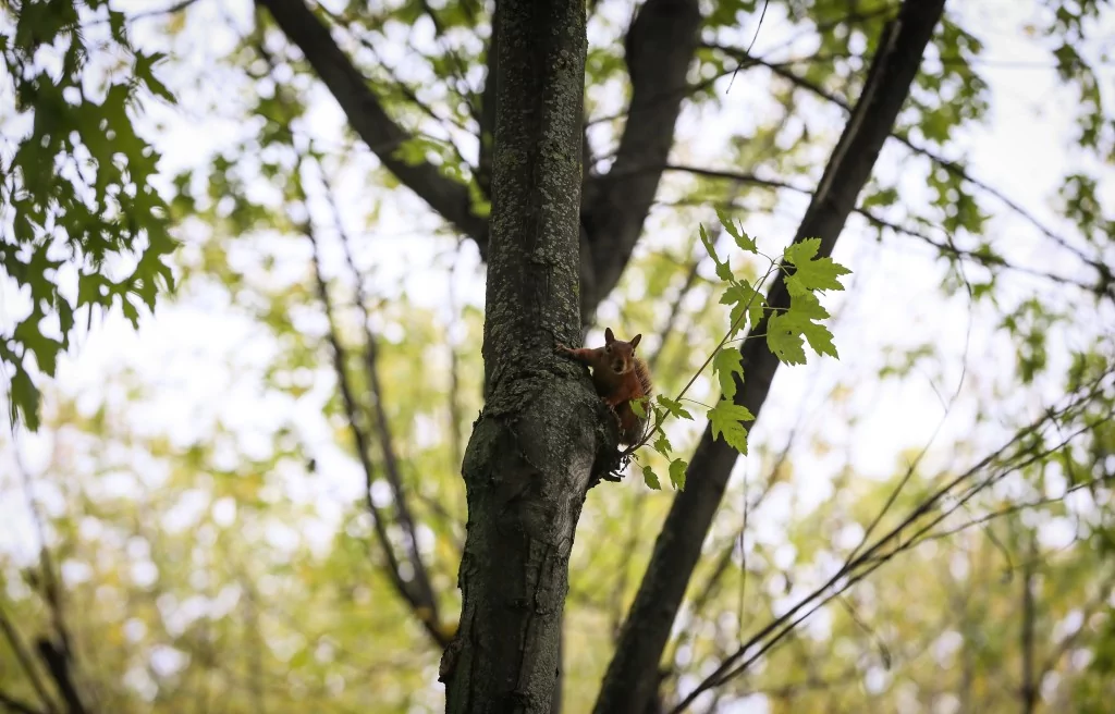 Bursa Botanik Park'ta renk cümbüşü ve doğal yaşam bir arada