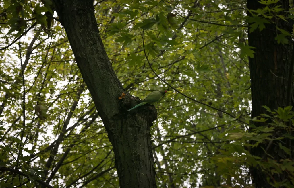 Bursa Botanik Park'ta renk cümbüşü ve doğal yaşam bir arada