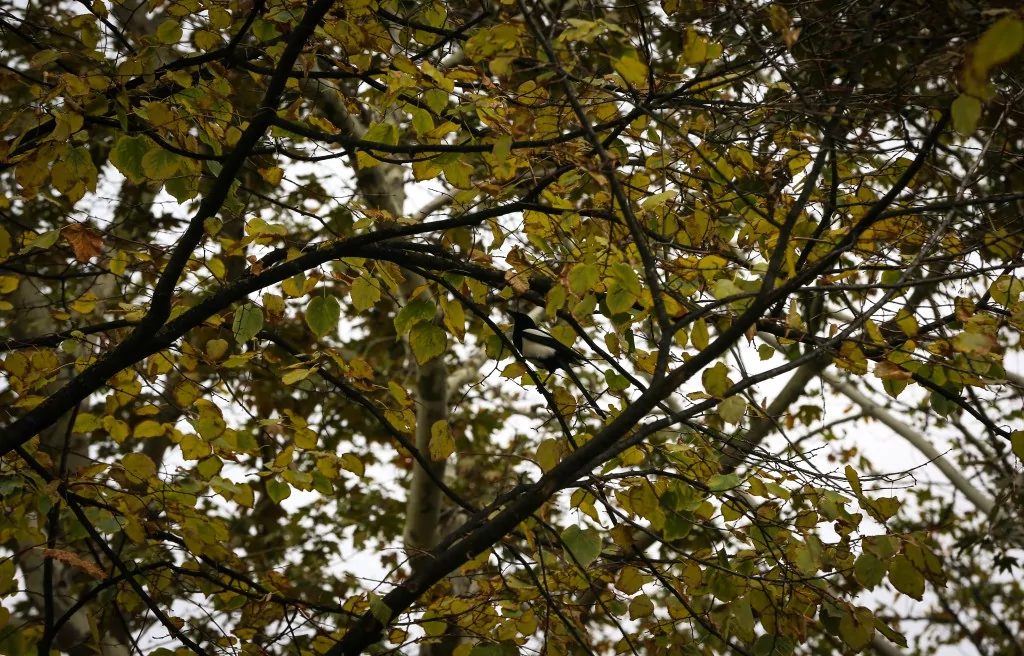 Bursa Botanik Park'ta renk cümbüşü ve doğal yaşam bir arada
