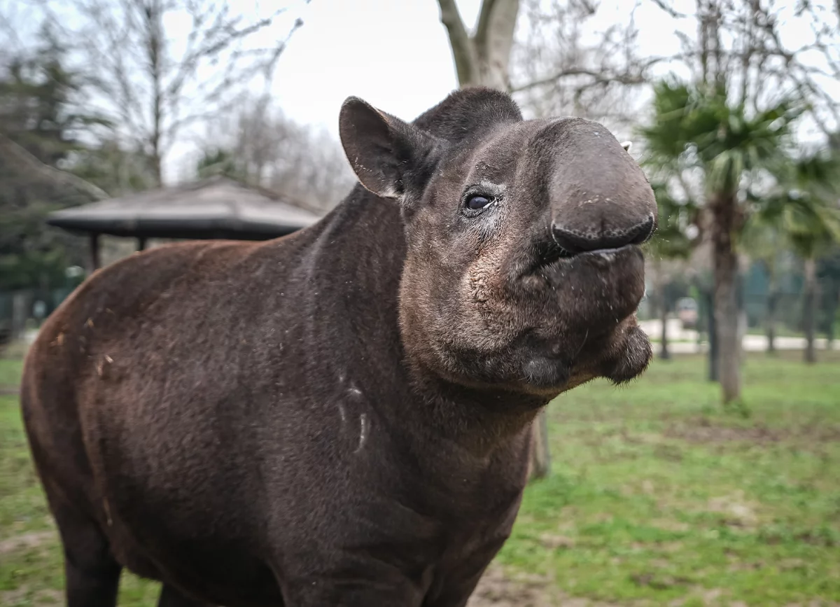 Bursa Hayvanat Bahçesi'ndeki tapirler kış aylarında özenle besleniyor