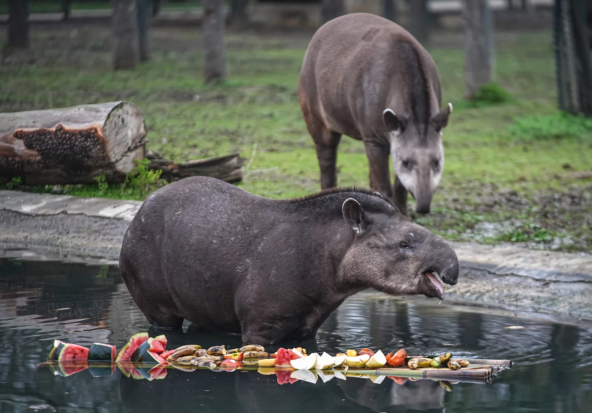 Bursa Hayvanat Bahçesi'ndeki tapirler kış aylarında özenle besleniyor