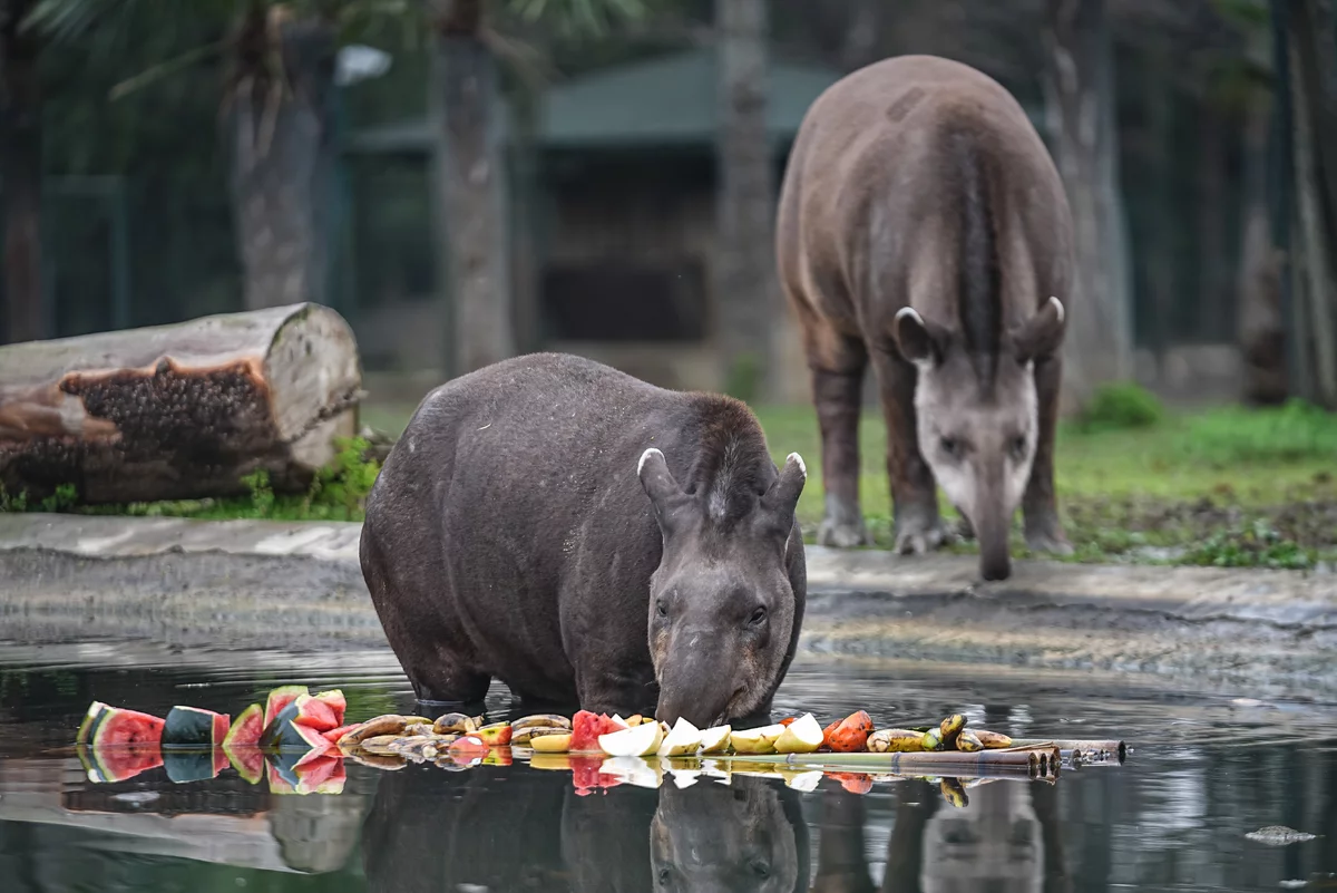 Bursa Hayvanat Bahçesi'ndeki tapirler kış aylarında özenle besleniyor
