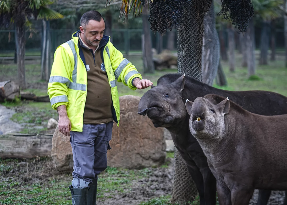 Bursa Hayvanat Bahçesi'ndeki tapirler kış aylarında özenle besleniyor