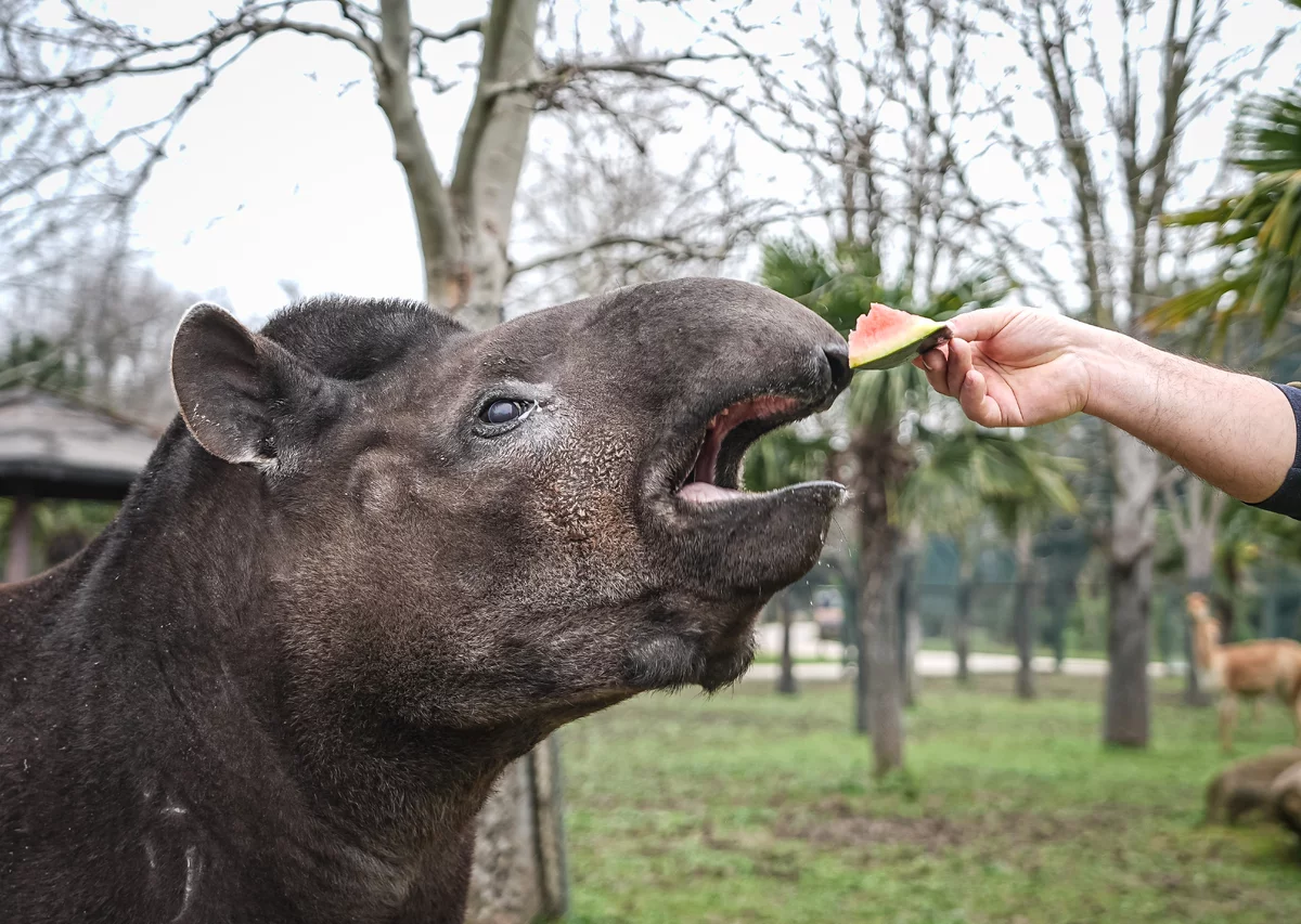 Bursa Hayvanat Bahçesi'ndeki tapirler kış aylarında özenle besleniyor