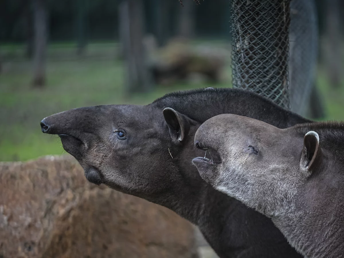 Bursa Hayvanat Bahçesi'ndeki tapirler kış aylarında özenle besleniyor