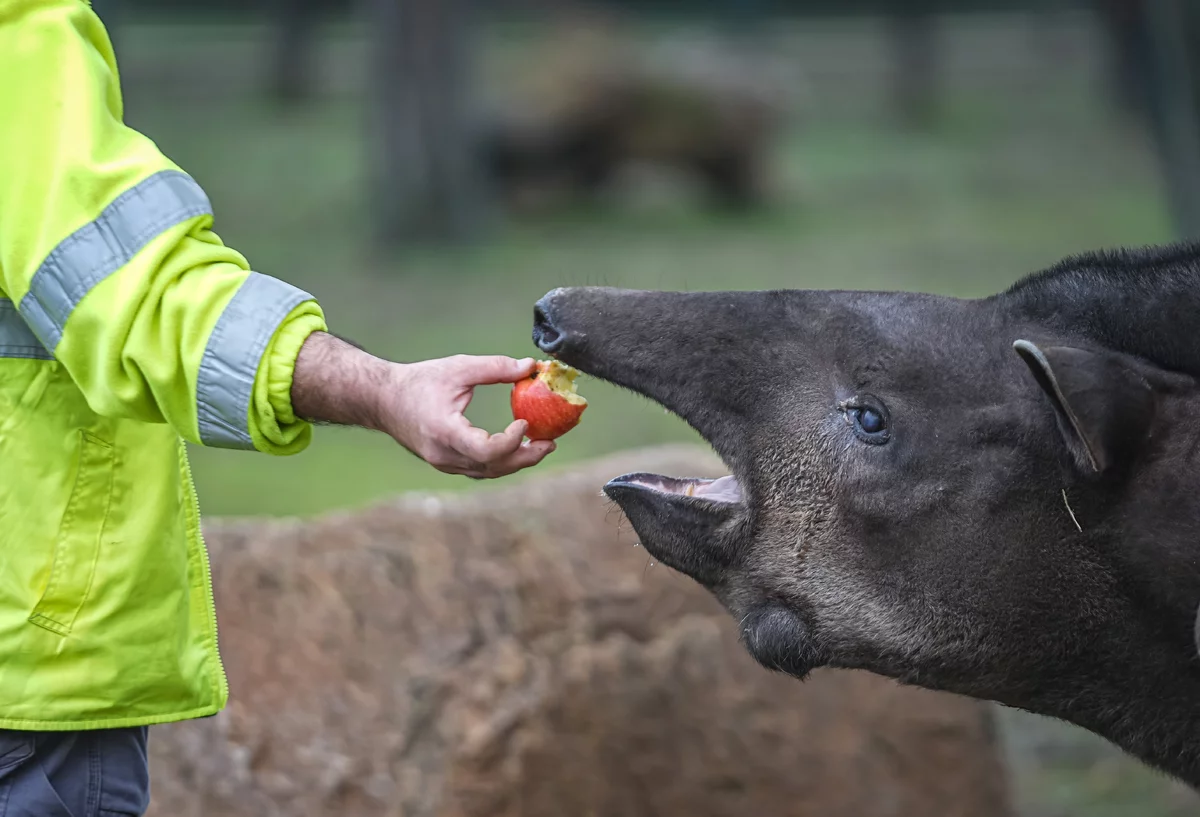Bursa Hayvanat Bahçesi'ndeki tapirler kış aylarında özenle besleniyor
