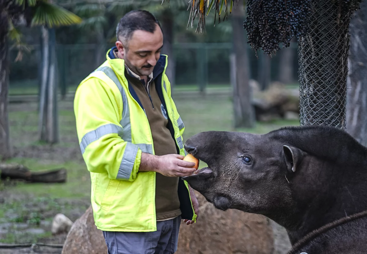 Bursa Hayvanat Bahçesi'ndeki tapirler kış aylarında özenle besleniyor