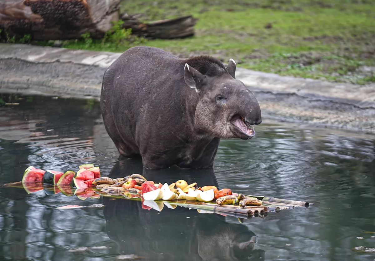 Bursa Hayvanat Bahçesi'ndeki tapirler kış aylarında özenle besleniyor