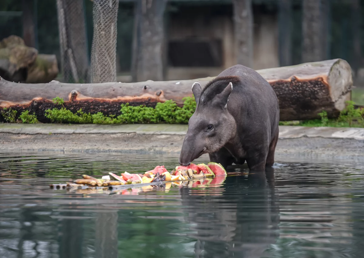 Bursa Hayvanat Bahçesi'ndeki tapirler kış aylarında özenle besleniyor