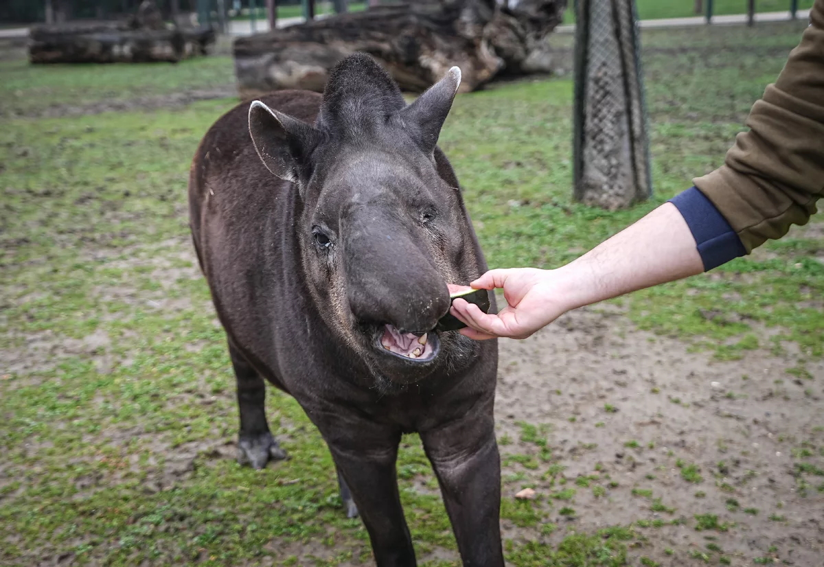 Bursa Hayvanat Bahçesi'ndeki tapirler kış aylarında özenle besleniyor