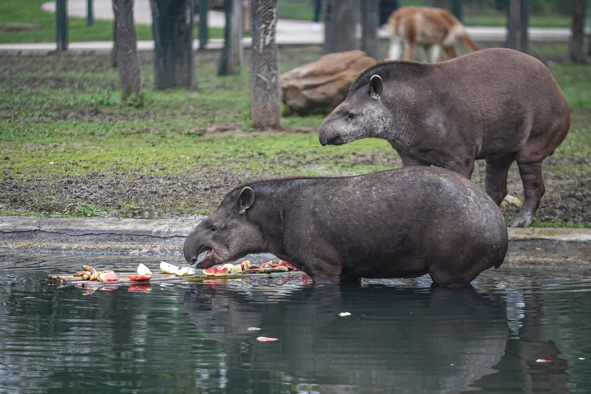 Bursa Hayvanat Bahçesi'ndeki tapirler kış aylarında özenle besleniyor