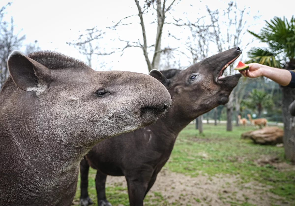 Bursa Hayvanat Bahçesi'ndeki tapirler kış aylarında özenle besleniyor