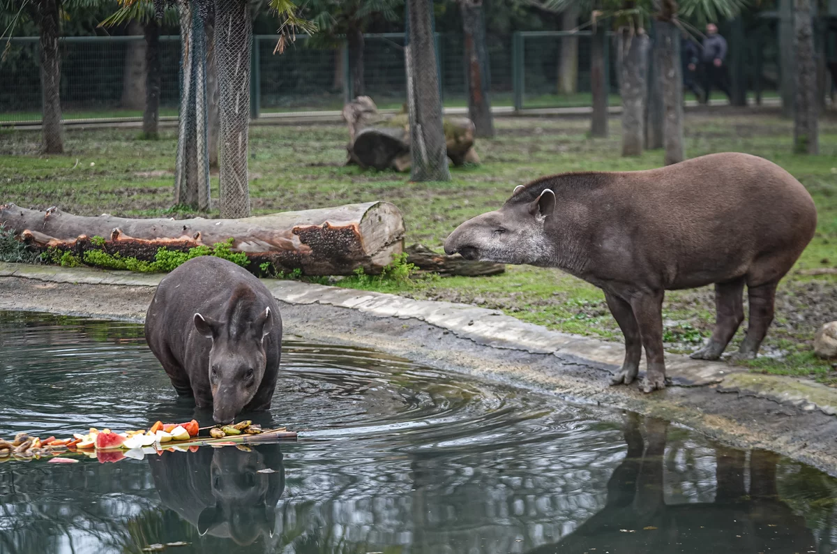 Bursa Hayvanat Bahçesi'ndeki tapirler kış aylarında özenle besleniyor