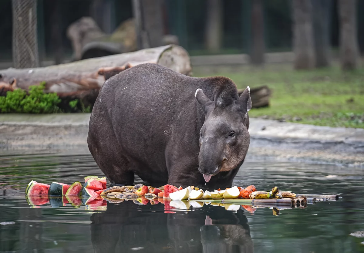 Bursa Hayvanat Bahçesi'ndeki tapirler kış aylarında özenle besleniyor