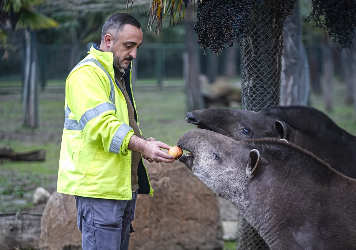 Bursa Hayvanat Bahçesi'ndeki tapirler kış aylarında özenle besleniyor