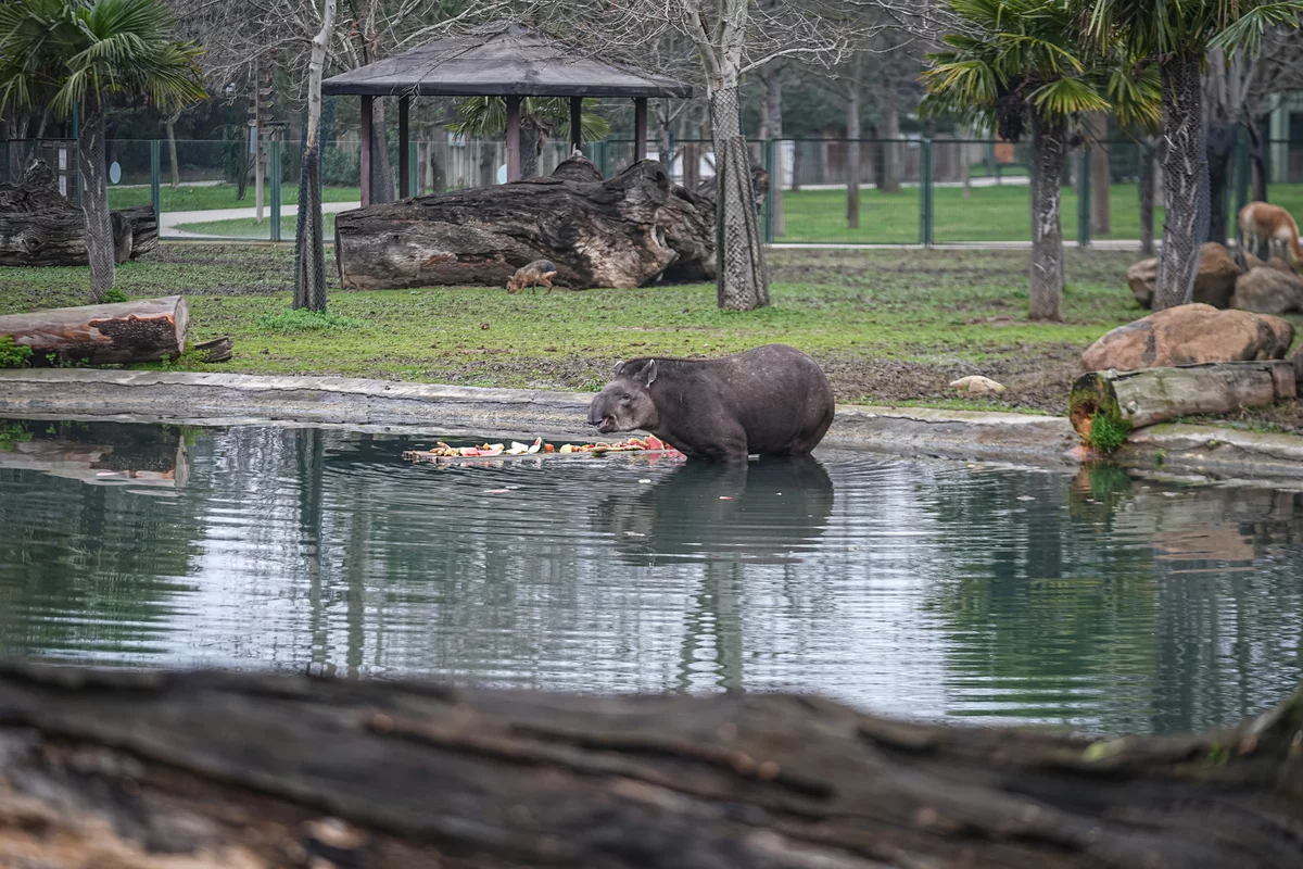 Bursa Hayvanat Bahçesi'ndeki tapirler kış aylarında özenle besleniyor