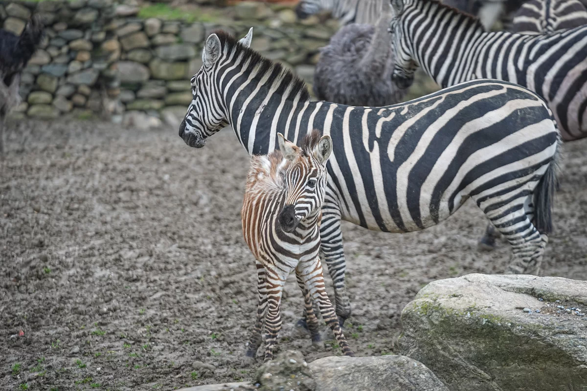 Bursa Hayvanat Bahçesi'nde 2 yavru zebra dünyaya geldi