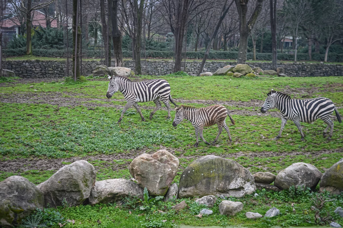 Bursa Hayvanat Bahçesi'nde 2 yavru zebra dünyaya geldi