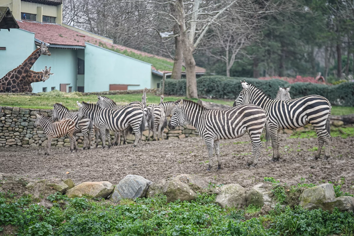 Bursa Hayvanat Bahçesi'nde 2 yavru zebra dünyaya geldi