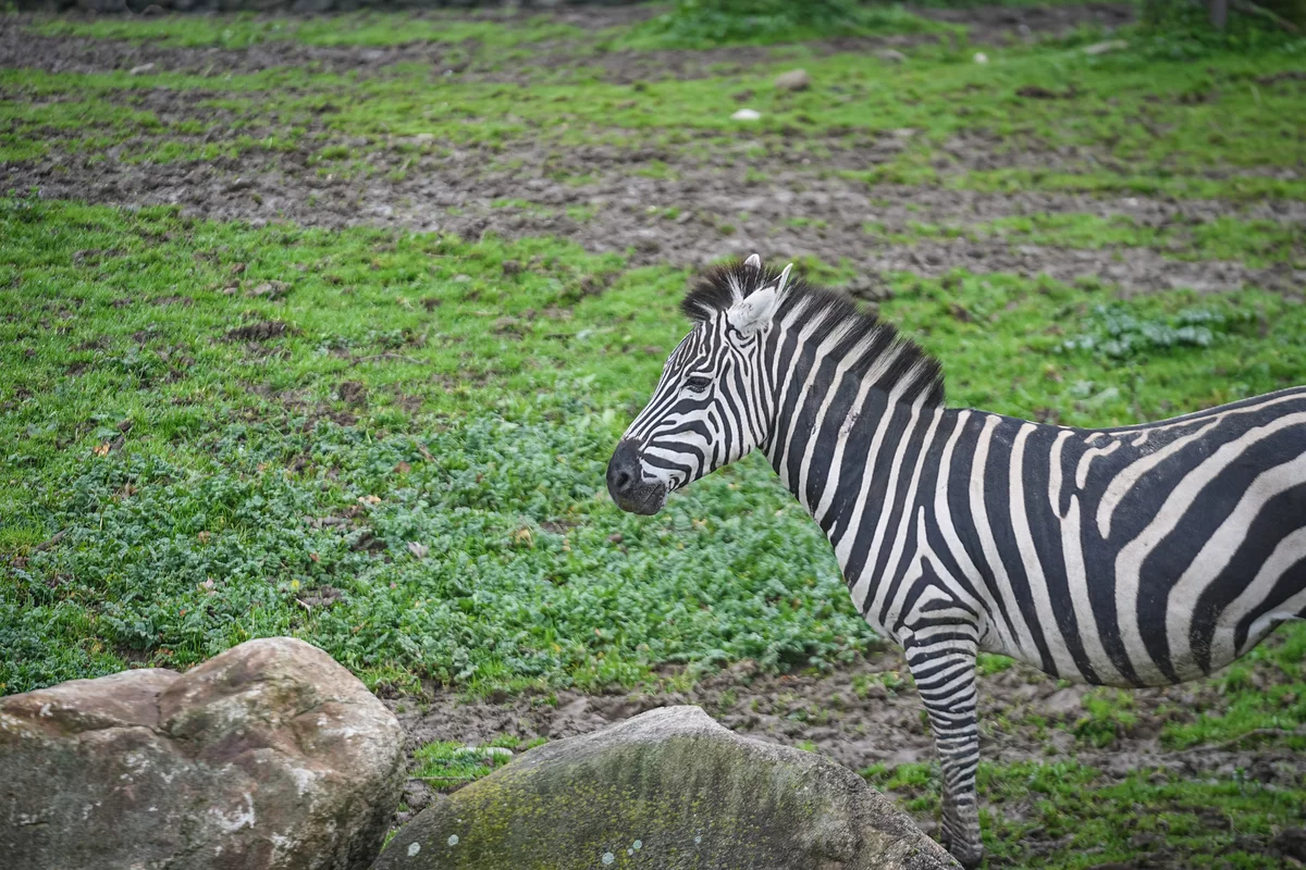 Bursa Hayvanat Bahçesi'nde 2 yavru zebra dünyaya geldi