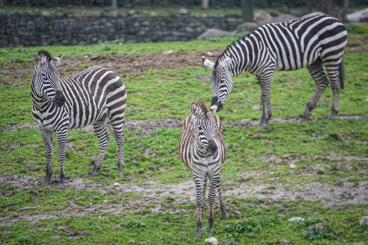 Bursa Hayvanat Bahçesi'nde 2 yavru zebra dünyaya geldi
