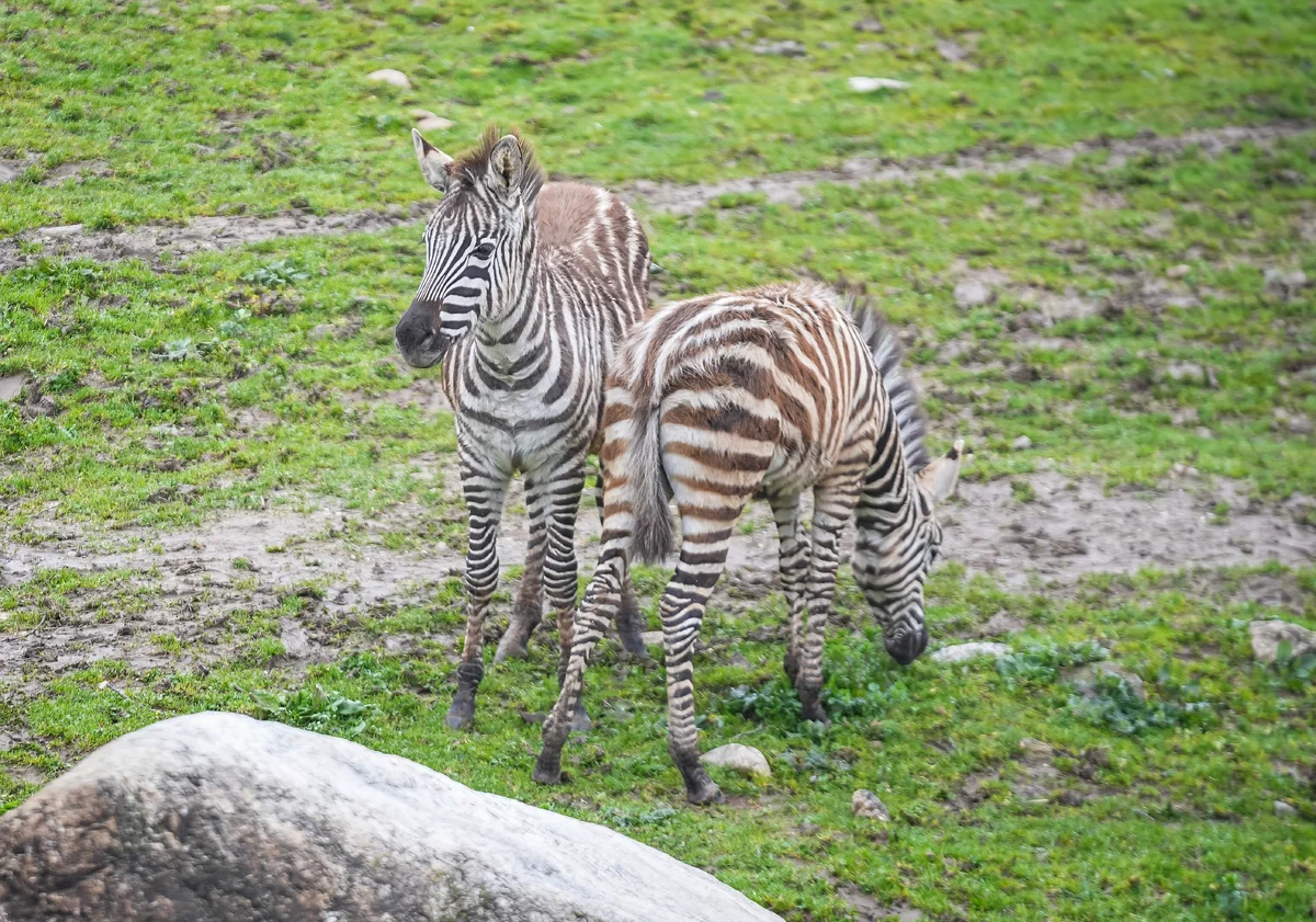 Bursa Hayvanat Bahçesi'nde 2 yavru zebra dünyaya geldi
