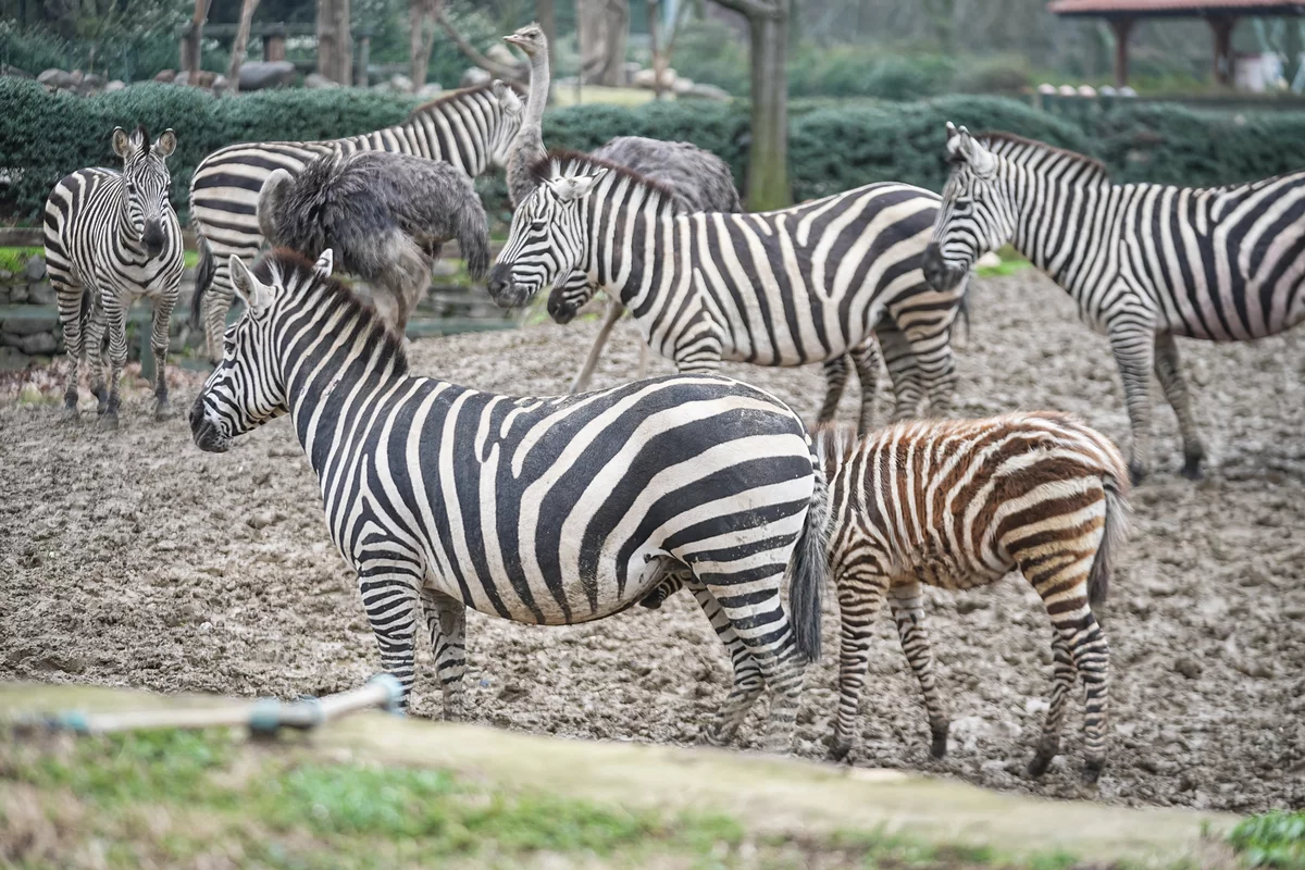 Bursa Hayvanat Bahçesi'nde 2 yavru zebra dünyaya geldi