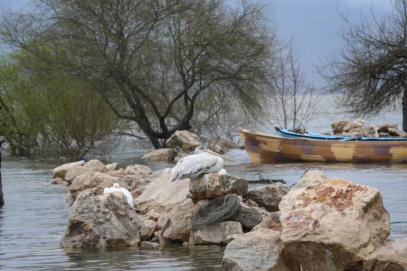 Bursa'da Uluabat Gölü'nün su seviyesi yükseldi