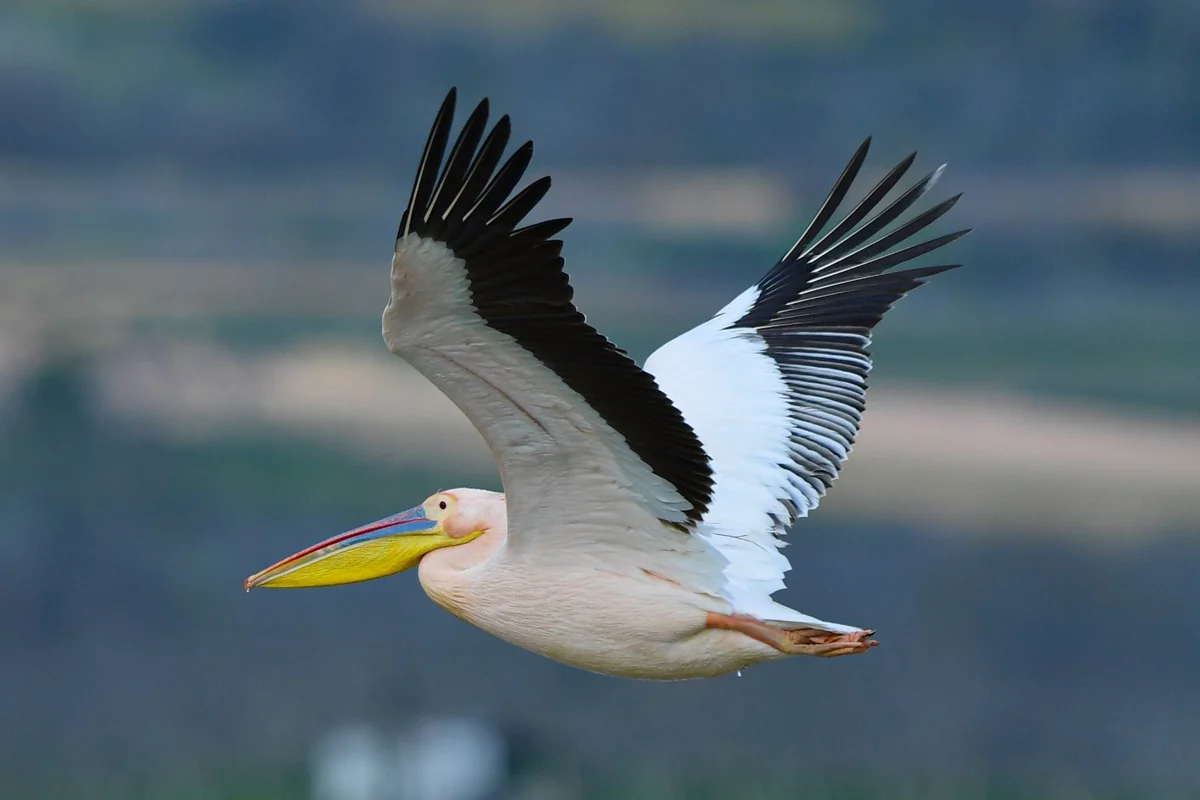 Göç yolundaki pelikan sürüsü Bursa'da mola verdi