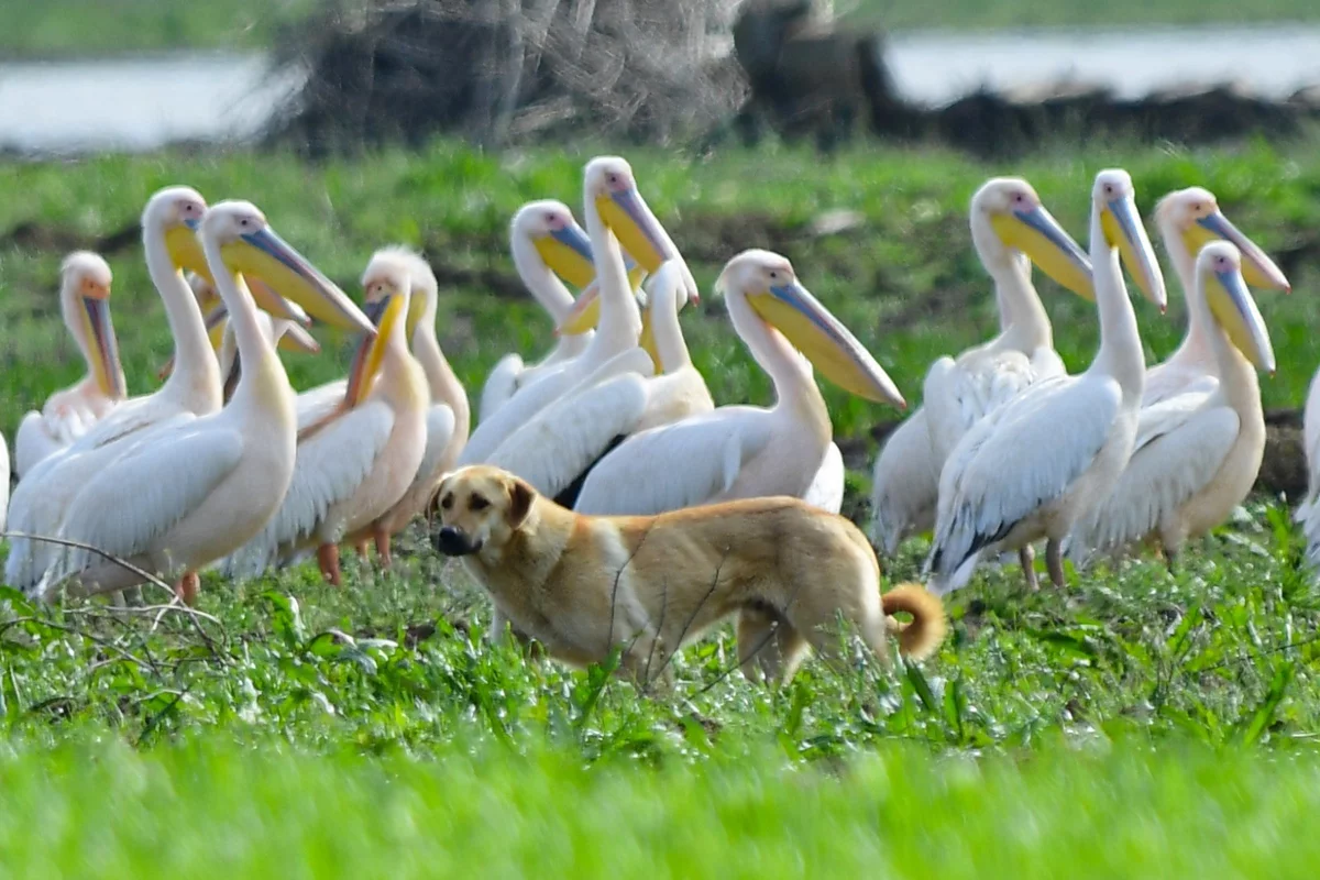 Göç yolundaki pelikan sürüsü Bursa'da mola verdi