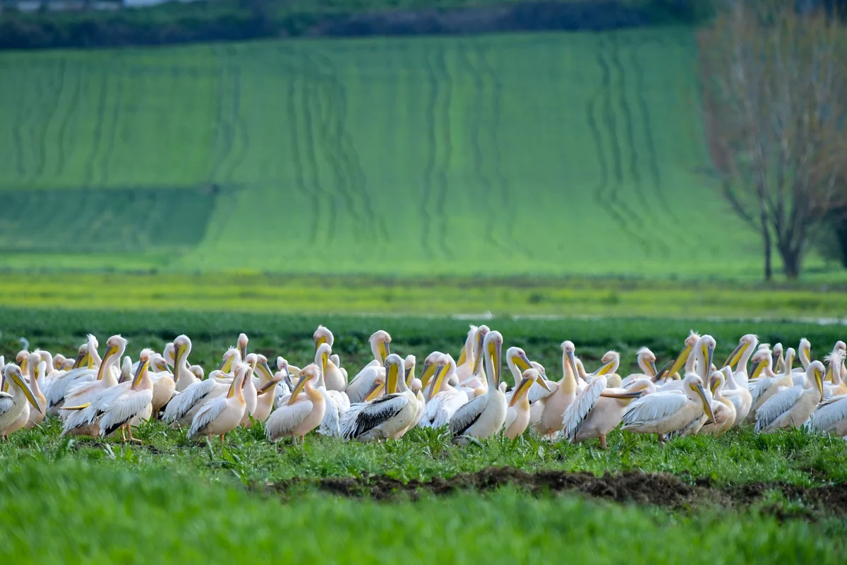 Göç yolundaki pelikan sürüsü Bursa'da mola verdi
