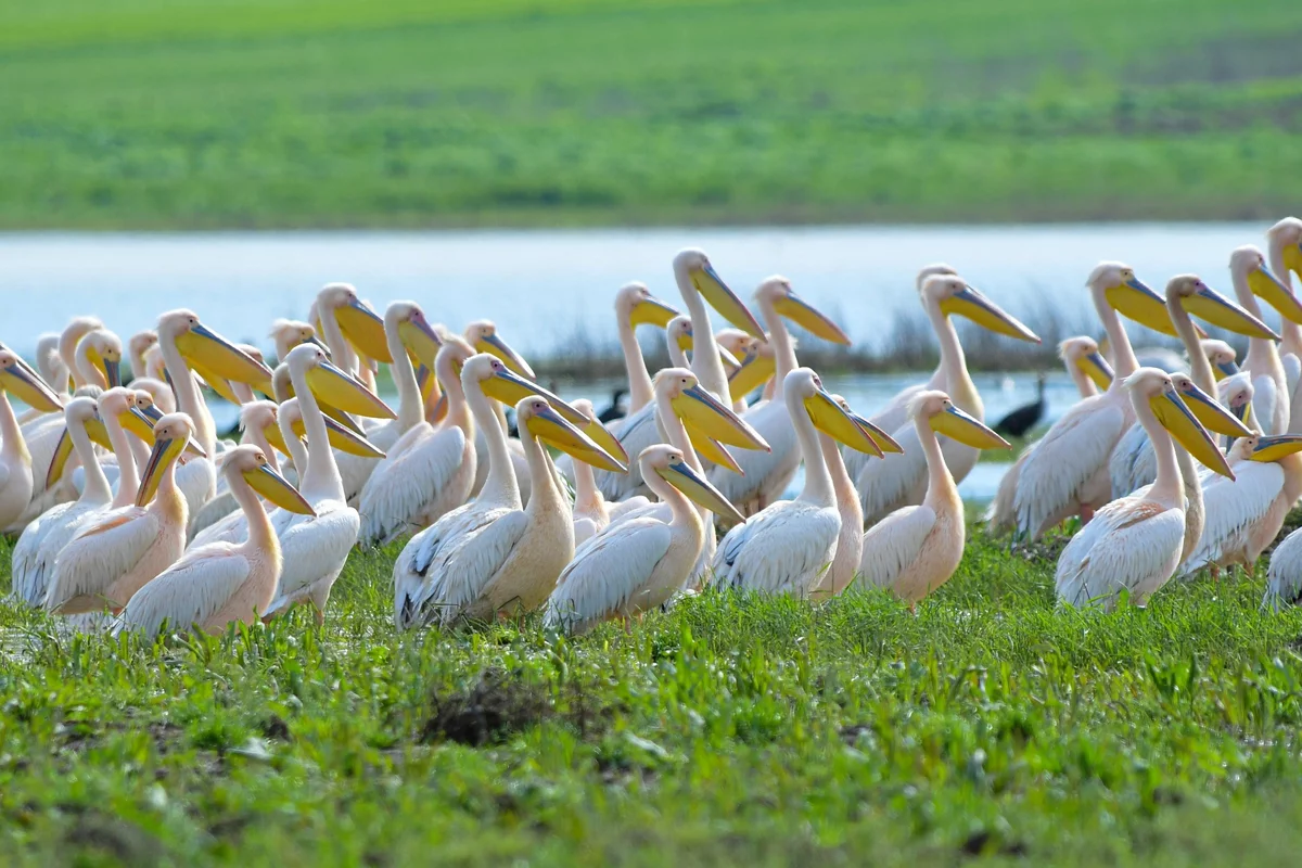 Göç yolundaki pelikan sürüsü Bursa'da mola verdi
