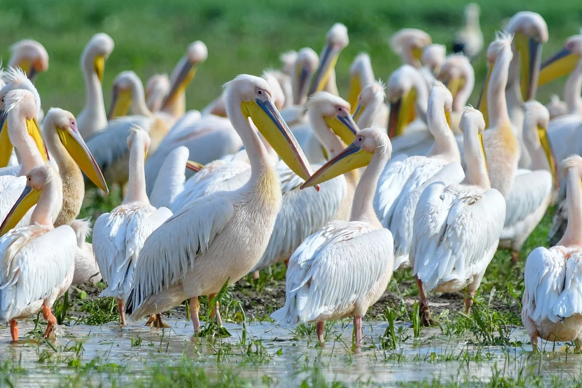 Göç yolundaki pelikan sürüsü Bursa'da mola verdi