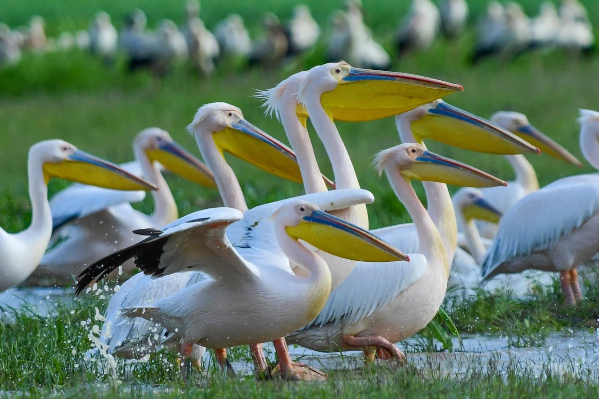 Göç yolundaki pelikan sürüsü Bursa'da mola verdi