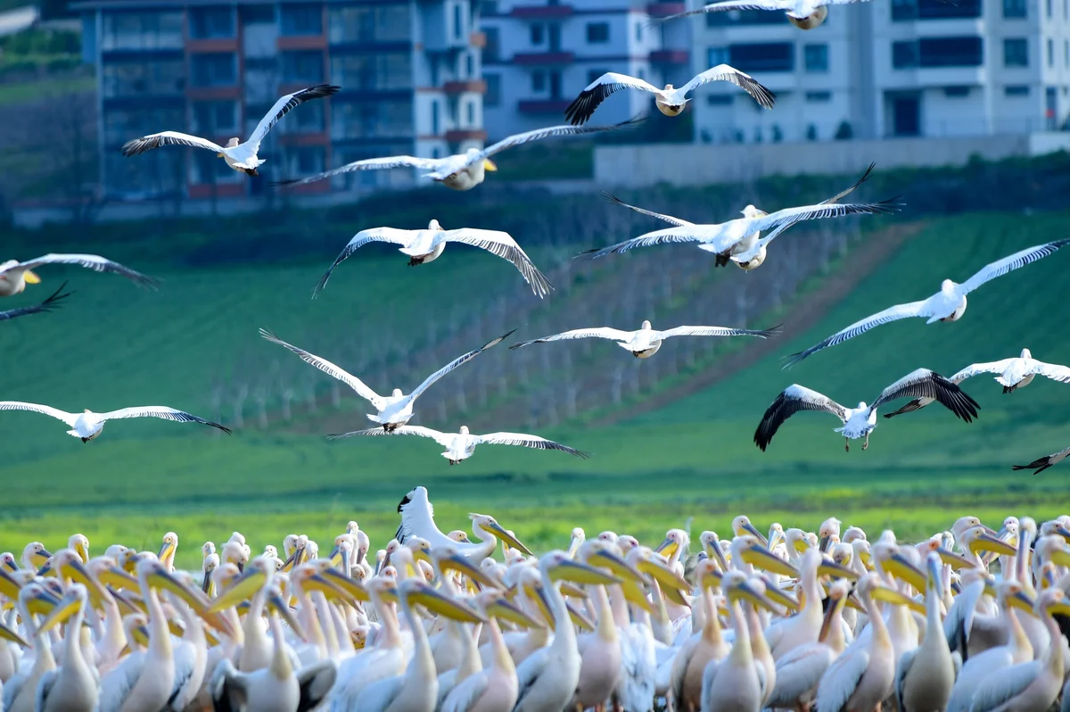 Göç yolundaki pelikan sürüsü Bursa'da mola verdi