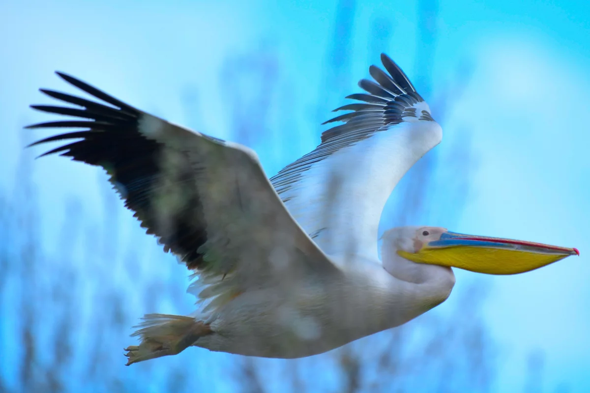 Göç yolundaki pelikan sürüsü Bursa'da mola verdi