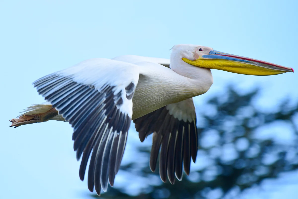 Göç yolundaki pelikan sürüsü Bursa'da mola verdi